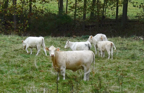beautiful animals landscape virginia us unitedstates cattle farm va farmanimals 2014 rockbridgecounty