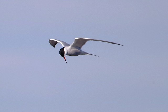 IMGP5545 Common Tern, Fen Drayton Lakes, May2014