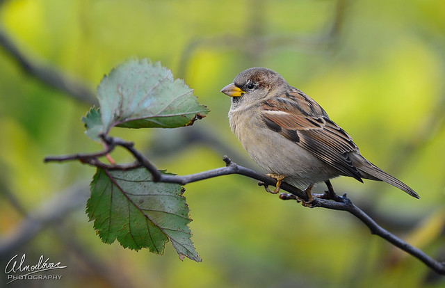 House sparrow  (Passer domesticus)