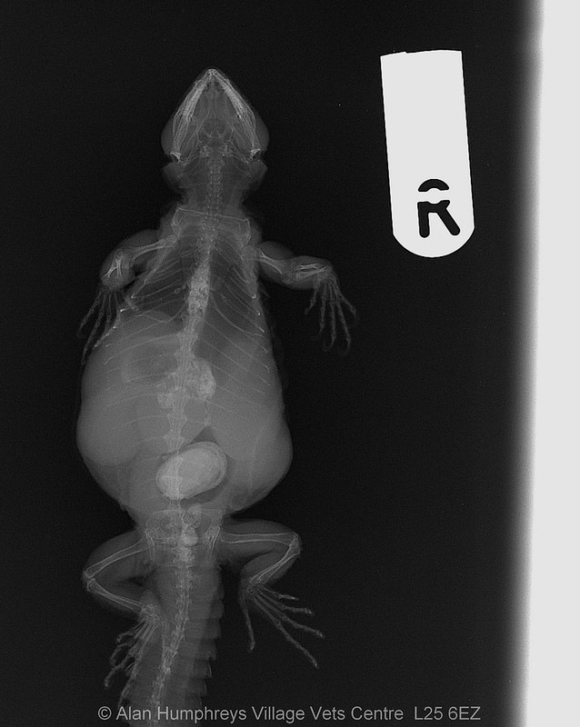 Lizard Hand X Rays radiography lizard | Flickr