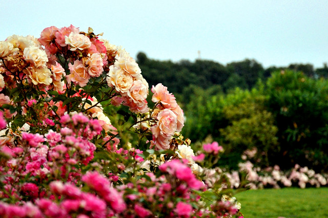 Rose's garden