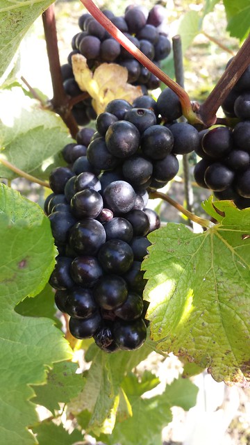 2014 Harvest at Hambledon Vineyard