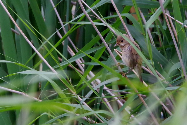 IMGP6570 Reed Warbler, Titchwell Marsh, August 2014