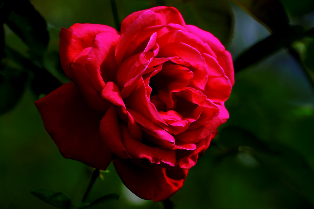 Red Rose Maria Callas 深紅の薔薇 マリア カラス This Photo Was Ta Flickr
