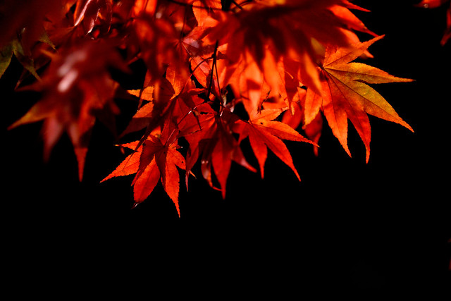 Night maple 夜.楓情  in Japan Atami, Shizuoka 熱海梅園  日本靜岡     DSC_7882