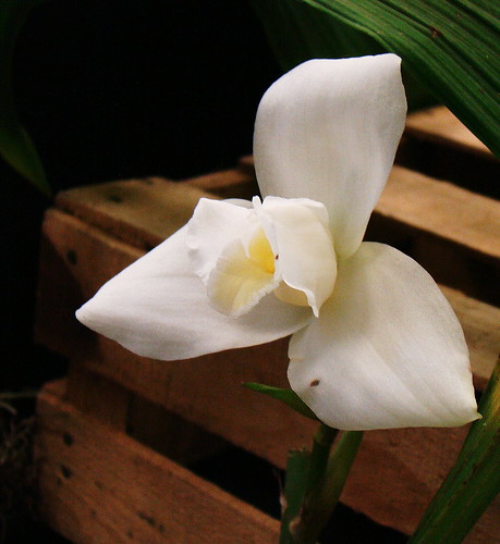 Monja blanca | Flor nacional de Guatemala. | vladybachez | Flickr