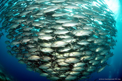 dive safari
