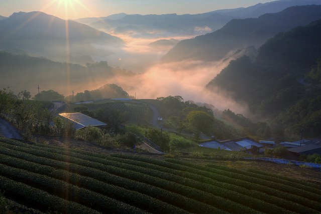 霧幻大舌 ~Sun Shine with  fog  on Tea Garden @ 坪林 Pinglin, Taipei  ~