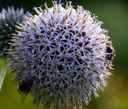 Bees on echinops flowers