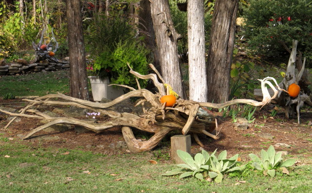 Pumpkins in the stumpery