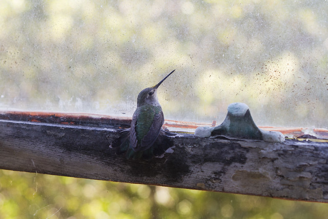 hummingbird, lodged between two window panes (2014)