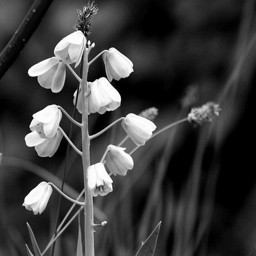 white bells | Christer | Flickr