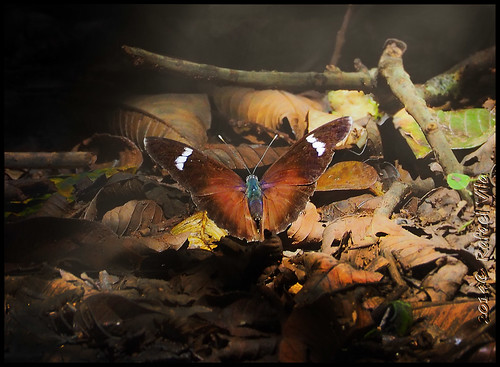 africa luz butterfly rainforest kenya bosque contraste mariposa kakamega