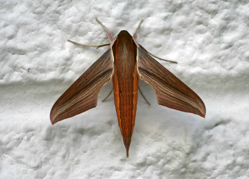 Tersa Sphinx Moth, Xylophanes tersa, Ellenton Florida, Manatee County, Photo by Wes