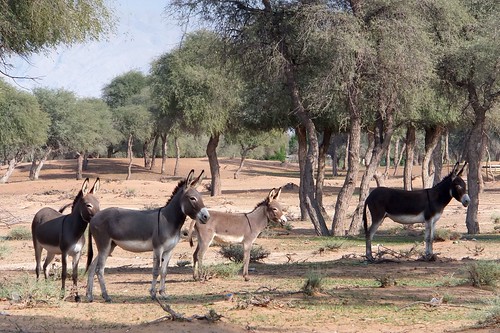 desert donkeys wildlife uae rak unitedarabemirates rasalkhaimah
