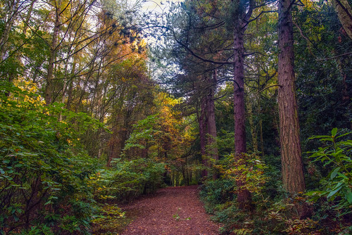 woodland woods trees leaves leaf branches sky trunks nikon nikond810 raw nature autumn howellwood southkirkby landscape