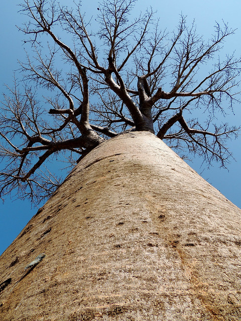 Looking up a Baobab Tree