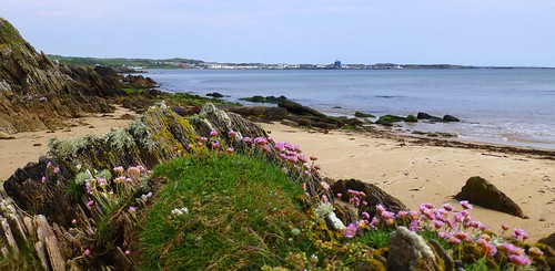 scotland argyllandbute isleofislay portellen islay island sea sand beach armeriamaritima thrift wildflower coast worldtrekker seapinks
