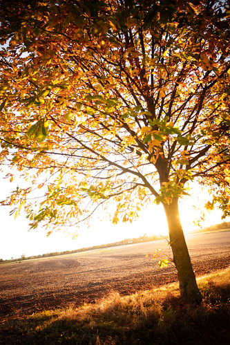 One by Ben _ Davies, Autumn has arrived, i honestly think i captured the last sun of 2014autumn orange sun bronze gold go