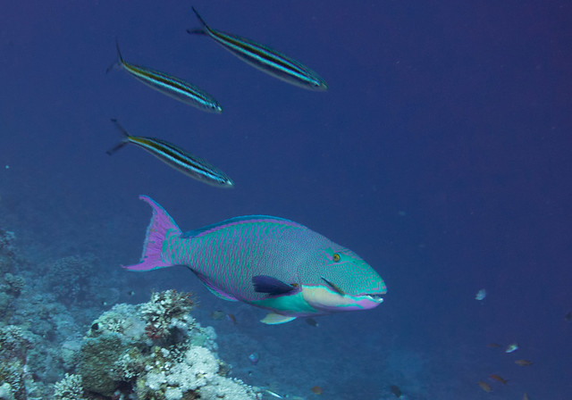 Bicolour Parrotfish (Explored), Cetoscarus bicolor, Woodhouse Reef, Tiran Island, Red Sea