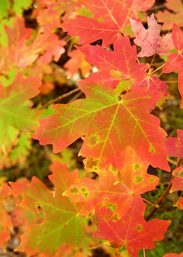 Maples | by cpandmd