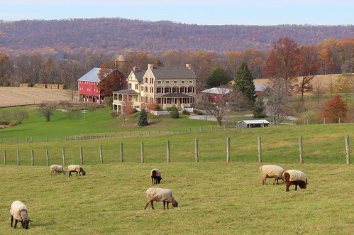 barn fallcolor sheep farm meadow maryland vista mea redbarn stonefarmhouse montgomerycountymaryland