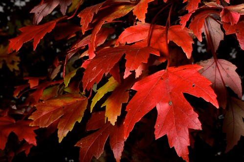 Maple | by nathanwhitehurst