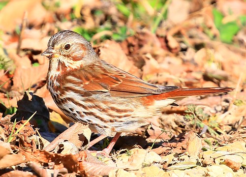 fox sparrow cardinal marsh winneshiek county iowa larry reis