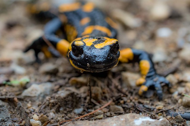 curious salamander