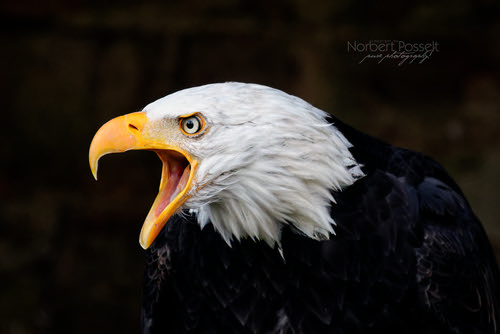Eagle cry N° 2 | by pure photography!