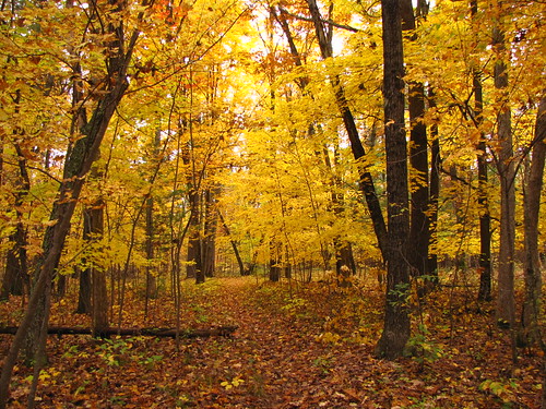 autumn trees tree fall canon geotagged michigan hike trail northcountrytrail canonpowershotsx10is