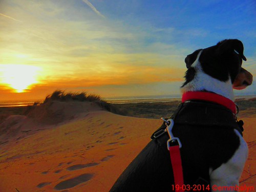 #jackrussell #sanddune | by emmbalyn
