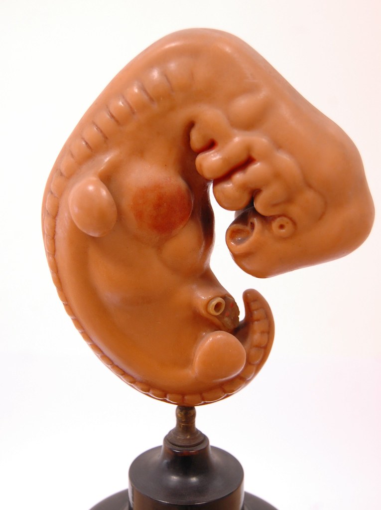 10mm Whole Embryo