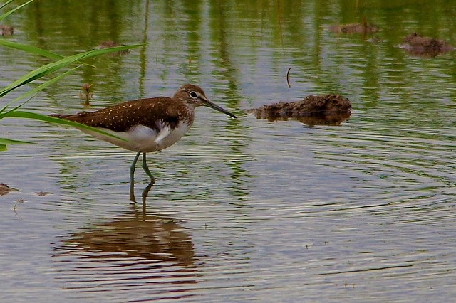 IMGP5464 Common Sandpiper, Welney Washes, August 2014
