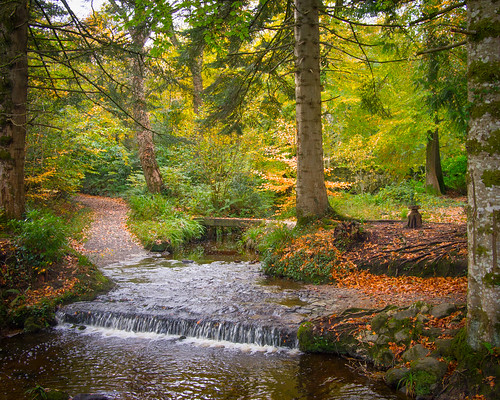autumn trees leaves stream northernireland nationaltrust ulster fermanagh florencecourt