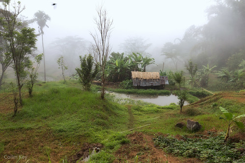 green fog landscape indonesia sulawesi tanatoraja idn