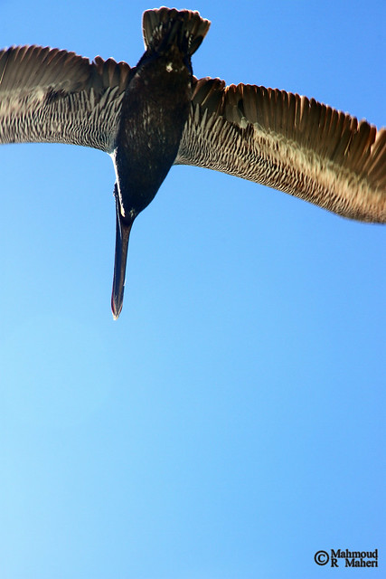 Galapagos Brown Pelican (Pelecanus occidentalis urinator )