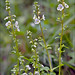 Flickr photo 'Veronica-serpyllifolia-ssp-serpyllifolia_3' by: amadej2008.