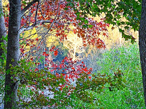 chipleyflorida washingtoncountyflorida autumn red leaves green olingilbert sunshinestate sony awardtree