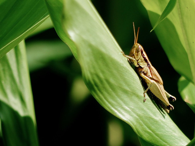 蚱蜢 Grasshopper