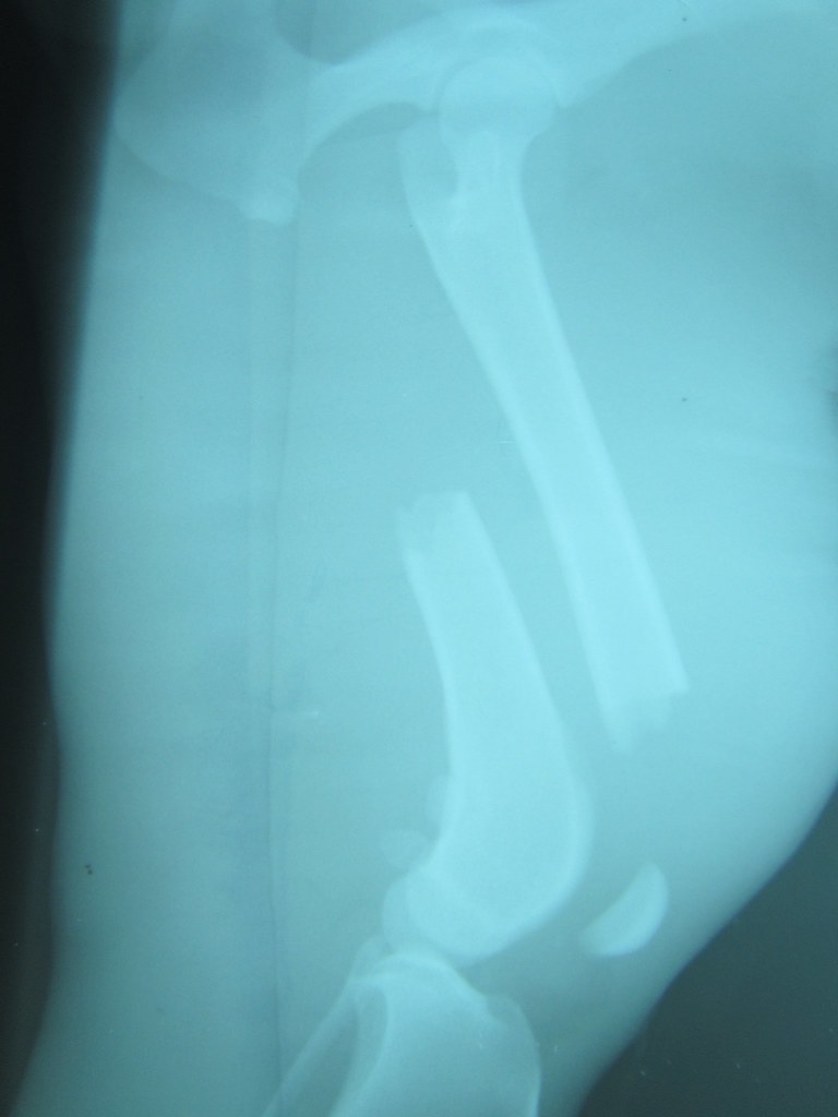 04.04.2014. Surgical repair of femoral fracture in dog Flickr