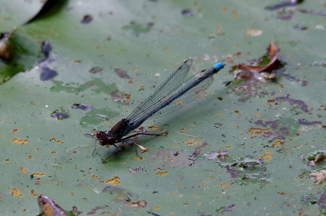 IMGP1341 Small Red-Eyed Damselfly, Paxton Pits, June 2014