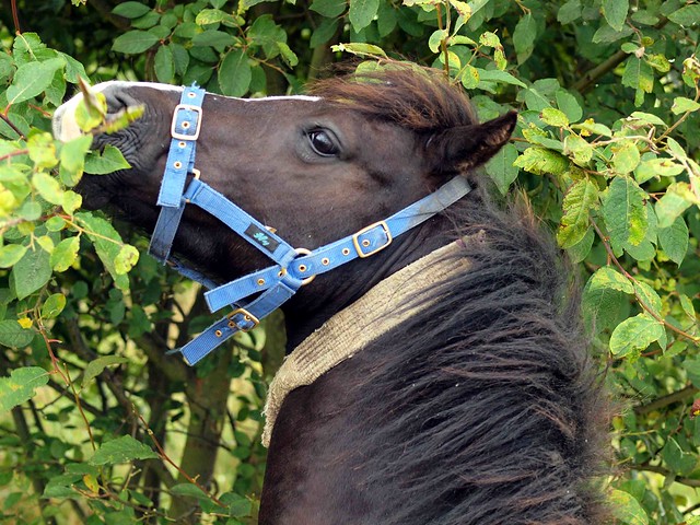Pony Profile 005