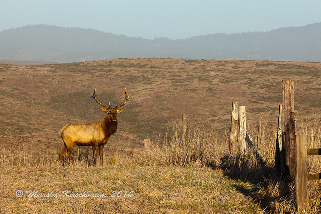 Watching - Bull Elk at Point Reyes