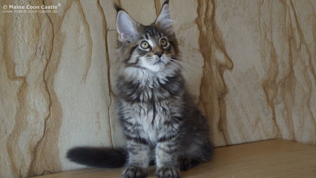 maine and maine coon cat price uk maine coon temperament