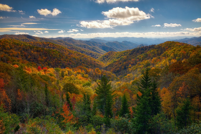 The Fall Leaves in the Smokies.