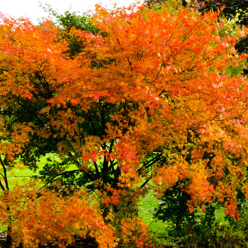 Autumn colours: Japanese acer, West Park