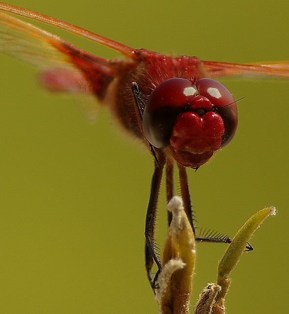 Dragonfly Close Up - Kafue NP Zambia - Anyone know which species? -bokeh- K__36910