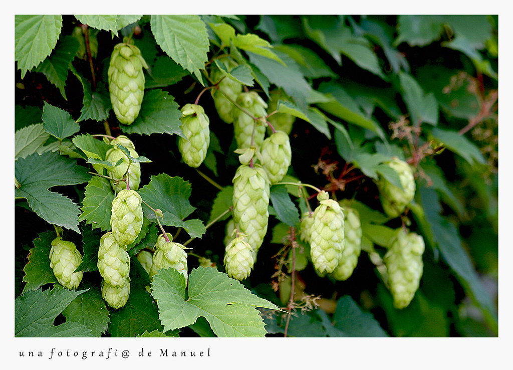 Lúpulo Hembra 10cm Planta Natural Cerveza Salvaje Humulus Lupulus 