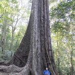 The big tree, Chirinda Forest